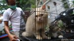 Vaksinasi Rabies di Jakarta Kembali Digalakkan