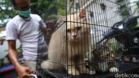 Kegiatan vaksinasi rabies gratis yang terbuka untuk umum ini dilakukan guna menciptakan Jakarta sebagai daerah bebas rabies.