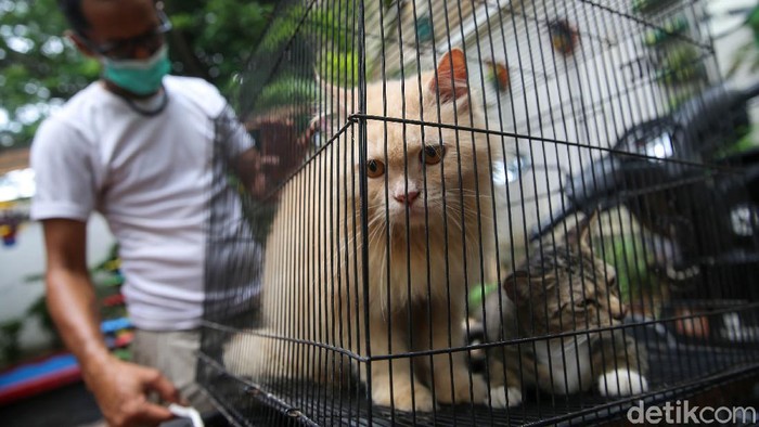 Vaksinasi Rabies di Jakarta Kembali Digalakkan Suku Dinas Ketahanan Pangan, Kelautan dan Pertanian Kecamatan Pesanggrahan, Jakarta Selata, melakukan vaksinasi rabies untuk hewan di Jakarta.