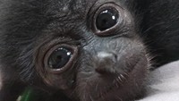 Foto: Giri Prasta mengatakan, dirinya menyerahkan Owa Siamang tersebut agar bisa bersekolah sebelum dilepasliarkan. Ia pun berharap bisa ikut menyaksikan saat Mimi dilepasliarkan. (Dok BKSDA Bali)