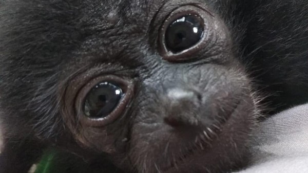 Ini Mimi, Owa Siamang Bupati Badung yang Diserahkan ke BKSDA