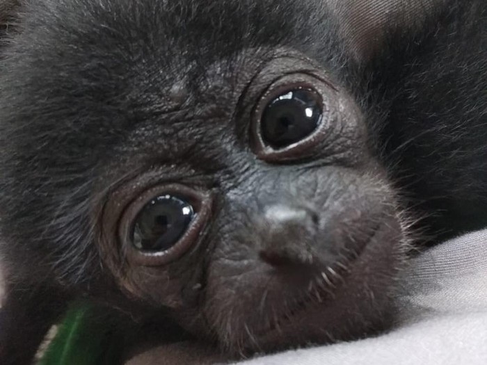 Bupati Badung Bali I Nyoman Giri Prasta menyerahkan Owa Siamang (Symphalangus syndactylus) ke BKSDA Bali.