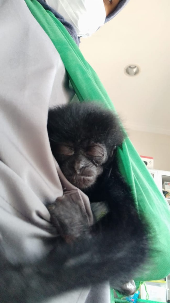 Bupati Badung Bali I Nyoman Giri Prasta menyerahkan Owa Siamang (Symphalangus syndactylus) ke BKSDA Bali.