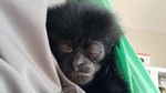 Ini Mimi, Owa Siamang Bupati Badung yang Diserahkan ke BKSDA