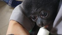 Foto: Selain menyerahkan satwa, Giri Prasta juga menyerahkan dokumen dirinya sebagai orang tua asuh Owa Siamang tersebut. (Dok BKSDA Bali)