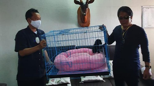 Bupati Badung, Bali I Nyoman Giri Prasta saat menyerahkan hewan peliharannya Owa Siamang (Symphalangus syndactylus) kepada BKSDA. (dok. Istimewa)