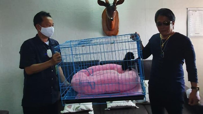 Bupati Badung, Bali I Nyoman Giri Prasta saat menyerahkan hewan peliharannya Owa Siamang (Symphalangus syndactylus) kepada BKSDA. (dok. Istimewa) Bupati Badung, Bali I Nyoman Giri Prasta saat menyerahkan hewan peliharannya Owa Siamang (Symphalangus syndactylus) kepada BKSDA. (dok. Istimewa)