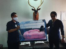 Beda Perlakuan Hukum Sukena dengan Giri Prasta dalam Kasus Satwa Dilindungi