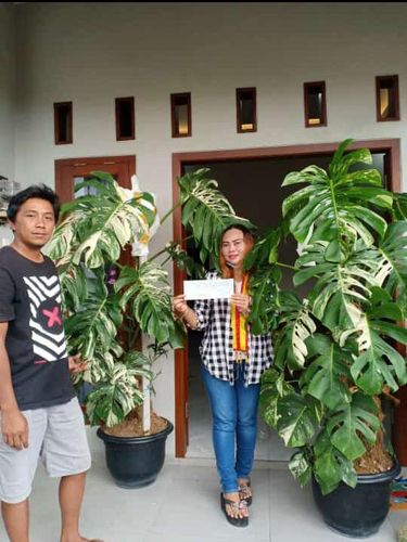 Foto emak-emak viral yang membeli tanaman hias Rp 200 juta.