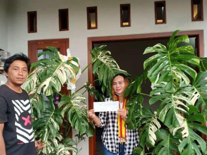 Foto emak-emak viral yang membeli tanaman hias Rp 200 juta. Foto emak-emak viral yang membeli tanaman hias Rp 200 juta.