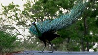 Taman Nasional Baluran sendiri kini menjadi salah satu objek wisata populer dan andalan di wilayah Jawa Timur. Taman nasional ini menjadi rumah bagi berbagai satwa, mulai dari Rusa timor hingga merak hijau jantan (Pavo muticus). 