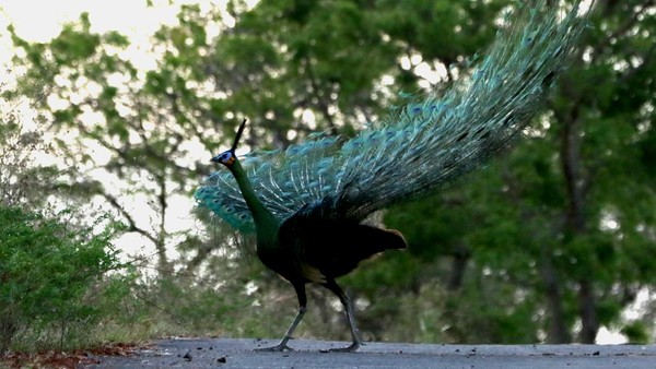 Taman Nasional Baluran sendiri kini menjadi salah satu objek wisata populer dan andalan di wilayah Jawa Timur. Taman nasional ini menjadi rumah bagi berbagai satwa, mulai dari Rusa timor hingga merak hijau jantan (Pavo muticus). Taman Nasional Baluran sendiri kini menjadi salah satu objek wisata populer dan andalan di wilayah Jawa Timur. Taman nasional ini menjadi rumah bagi berbagai satwa, mulai dari Rusa timor hingga merak hijau jantan (Pavo muticus).Â