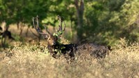 Seekor Rusa timor (cervus timorensis) tampak beraktivitas di kawasan Taman Nasional Baluran, Situbondo, Jawa Timur, Rabu (15/9/2021).