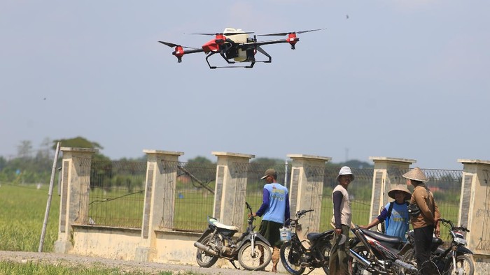 Keren! Kini Basmi Hama Pertanian Pakai Drone Petani melihat pesawat tanpa awak (Drone) yang digunakan untuk menyemprotkan cairan pestisida di areal sawah desa Krangkeng, Kecamatan Krangkeng, Indramayu, Jawa Barat, Kamis (16/9/2021). Pemerintah kecamatan setempat melakukan uji coba penggunaan drone untuk membantu mengurangi beban para petani dan meningkatkan efisiensi pertanian. ANTARA FOTO/Dedhez Anggara/foc.
