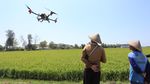 Top! Kini Basmi Hama Pertanian Bisa Pakai Drone