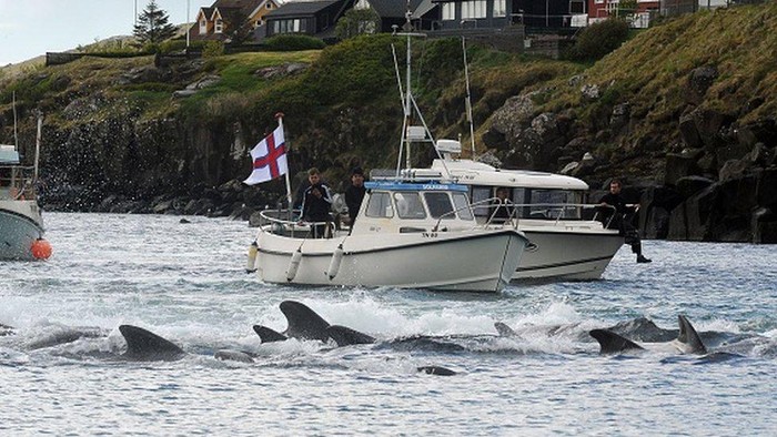 Pembantaian massal lebih dari 1.400 lumba-lumba, yang meronta-ronta dan laut memerah karena darah di Kepulauan Faroe dalam sehari memicu kemarahan,