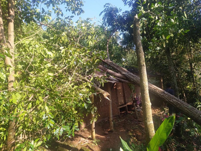 Rumah warga di Cianjur rusak tertimpa pohon gegara puting beliung.
