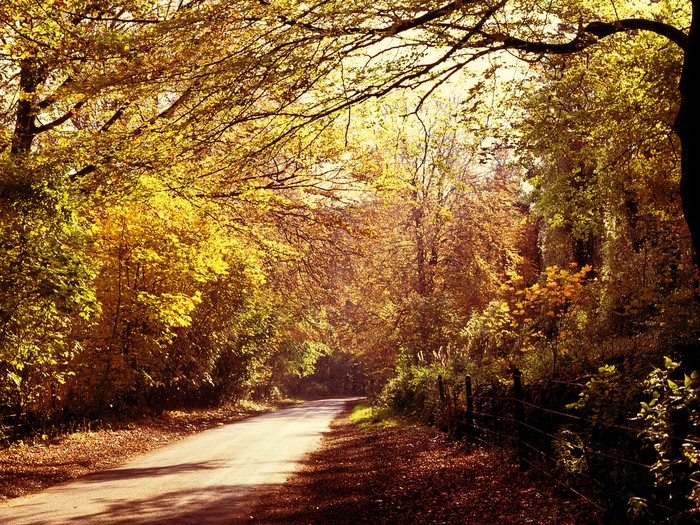 Wychwood Forest di Inggris