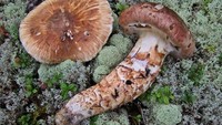 Jamur ini bukan jamur sembarangan. Ini adalah jamur yang sangat langka di Jepang yang bernama Matsutake. Harganya mencapai US$ 600 atau setara Rp 8,5 juta (kurs Rp 14.200) per kg. Keberadaan jamur ini semakin langka. Karena jamur Matsutake tidak bisa dibudidayakan kemungkinan jamur ini akan punah. Foto: Dok. gribnikoff.ru