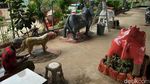 Ada Gajah hingga Harimau di Kolong Tol Becakayu