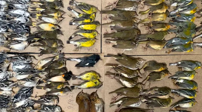 burung mati