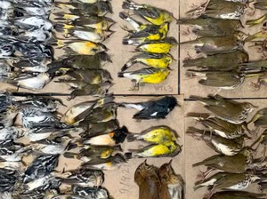 Polusi Cahaya Bunuh Ratusan Burung Saat Migrasi