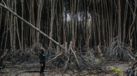 Rencana pemerintah untuk merestorasi hutan mangrove seluas 600.000 ha di tahun 2024 terdengar sangat hebat, tetapi jika dibandingkan luas hutan mangrove yang rusak di Indonesia yang telah mencapai 1,8 juta hektar, hal ini tidak ambisius mengingat hutan mangrove mempunyai fungsi ekologi yang sangat vital bagi kawasan pesisir yang saat ini sedang menghadapi ancaman krisis iklim. Foto: BBC Magazine.