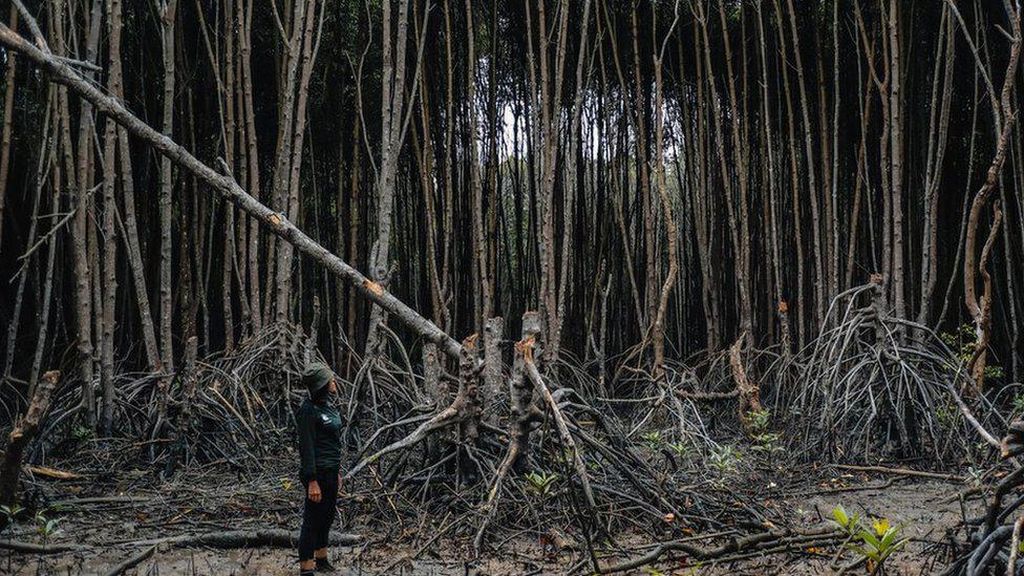 Kerusakan Hutan Bakau RI Disorot dalam Lomba Fotografi Mangrove Dunia