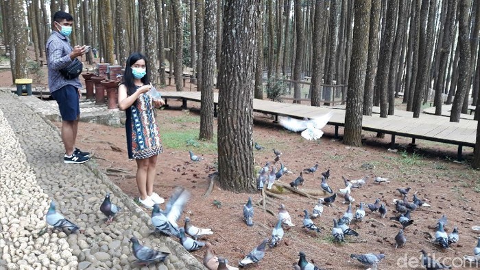Hutan Pinus Mangunan