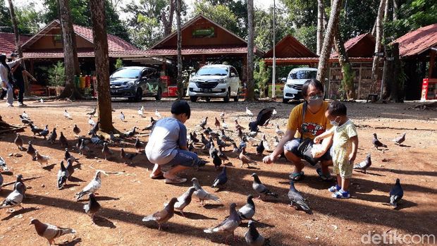Hutan Pinus Mangunan