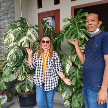 Kisah viral wanita yang membeli tanaman hias Rp 225 juta.