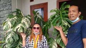 Pengakuan Emak-emak Viral Beli Tanaman Hias dari Tawangmangu Rp 225 Juta
