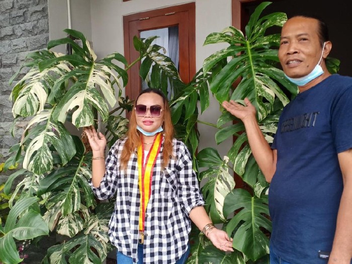 Foto Sri dan suaminya usai membeli tanaman hias monstera king variegata. Foto: Dok. pribadi Sri Hastuti. Foto Sri dan suaminya usai membeli tanaman hias monstera king variegata. Foto: Dok. pribadi Sri Hastuti.