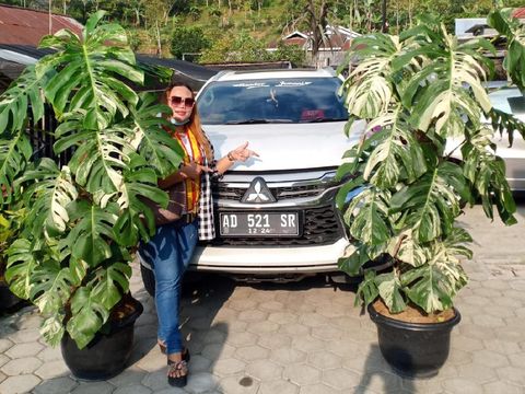 Kisah viral wanita yang membeli tanaman hias Rp 225 juta.
