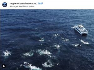 Sangat Langka, Fenomena Migrasi Gerombolan Ratusan Paus Bungkuk