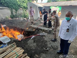 258 Paket Benih Tanaman Ilegal dari 25 Negara Dimusnahkan