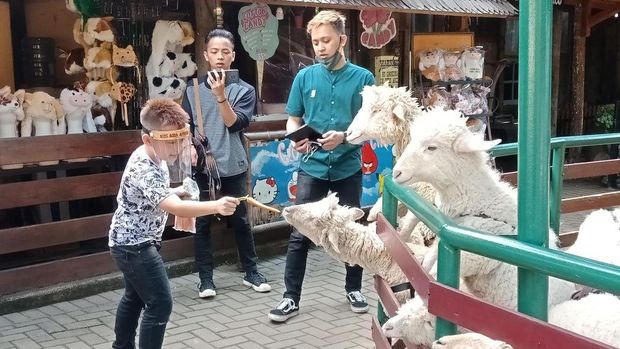 Petting Zoo di Farm House Susu Lembang. Foto: (Putu Intan/detikcom)