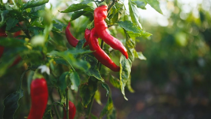 Spicy and hot flaming red chilli growing in an organic vegetable garden.