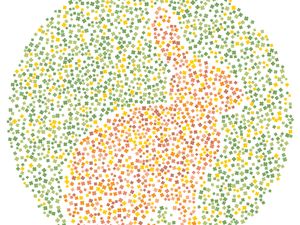 Tes Buta Warna, Bisakah Tebak Semua Hewan dalam Gambar Ini?