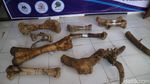 Foto: 61 Fosil Rusa-Gajah Purba Museum Patiayam Diselamatkan