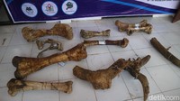 Ada 61 koleksi yang terdiri dari fosil sama alat batu. Ada gajah, kerbau, kemudian ada tulang rusak dan tandu. 