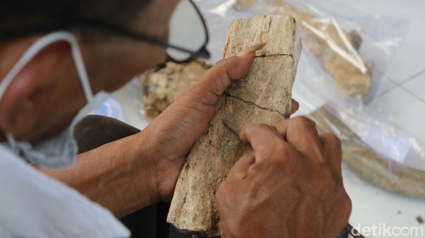 Ada dua kegiatan yang digelar di Museum Patiayam Kudus. Pertama kegiatan inventarisasi dan yang kedua konservasi koleksi puluhan fosil hewan purbakala. Ada dua kegiatan yang digelar di Museum Patiayam Kudus. Pertama kegiatan inventarisasi dan yang kedua konservasi koleksi puluhan fosil hewan purbakala.