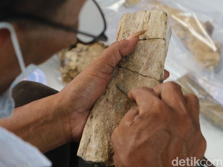 Foto: 61 Fosil Rusa-Gajah Purba Museum Patiayam Diselamatkan