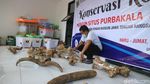 Foto: 61 Fosil Rusa-Gajah Purba Museum Patiayam Diselamatkan