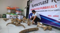 Sebanyak 61 koleksi fosil purba dari gajah hingga rusa di Museum Patiayam Kudus dikonservasi dan didata oleh tim dari Museum Jawa Tengah Ronggowarsito. Kegiatan ini diikuti ada 10 orang dan digelar selama tiga hari. 