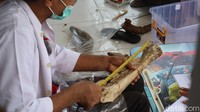 Ada beberapa alasan fosil di Museum Patiayam direstorasi atau pemulihan kembali. Pertama karena kontur tanah dan kedua faktor penggalian fosil. 