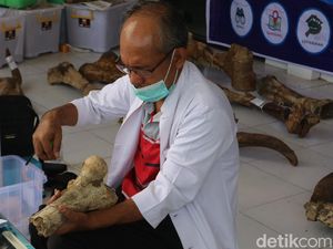 61 Koleksi Fosil Museum Patiayam Dikonservasi, dari Gajah Hingga Rusa