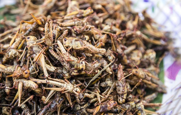 5 Makanan Eksotis Ini Ternyata Halal, Bulu Babi hingga Daging Kuda