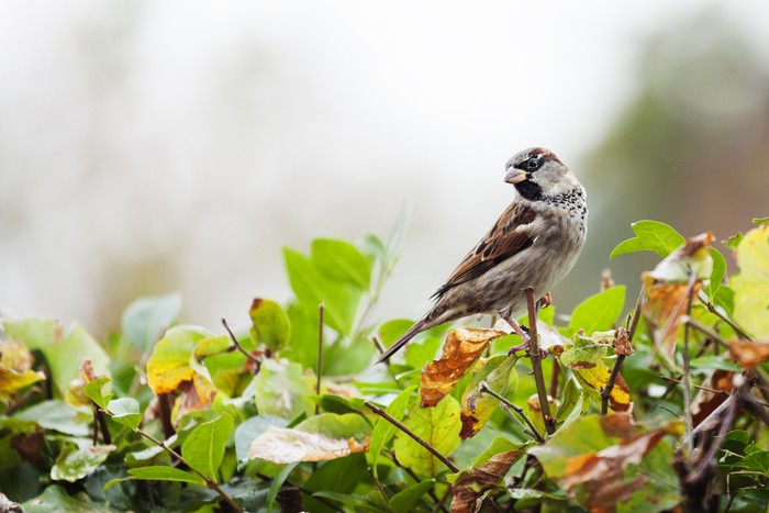 Burung pipit