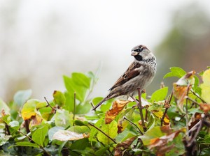 Kisah Burung Pipit dan Nabi Ibrahim saat Bantu Padamkan Api